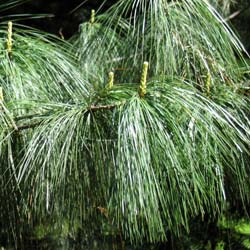 Pin pleureur de l'Himalaya / Pinus wallichiana